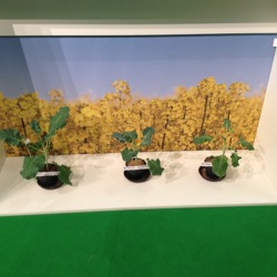 D&uuml;ngung und Bodenzustand &ndash; wichtige Kriterien f&uuml;r gesunde Gartenpflanzen