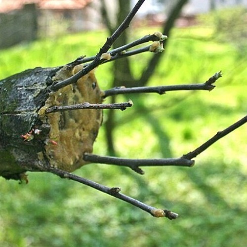 Veredelung von Pflanzen &ndash; die h&ouml;chste Kunst eines G&auml;rtners &nbsp; &nbsp; &nbsp;