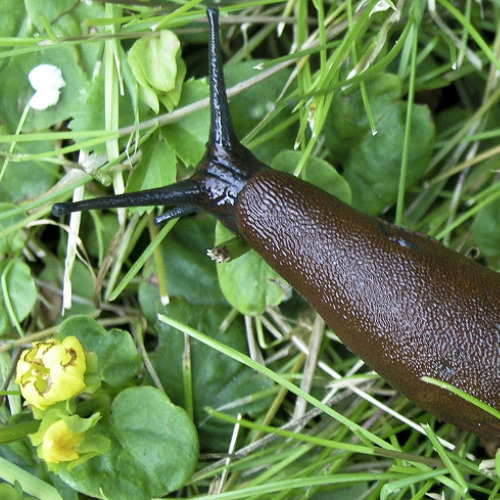 Schnecken &ndash; die gro&szlig;e Plage im Garten &nbsp; &nbsp;