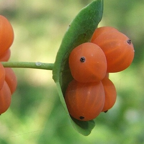 Giftige Fr&uuml;chte &ndash; sch&ouml;ne Pflanzen, die auch giftig sein k&ouml;nnen &nbsp; &nbsp;&nbsp;