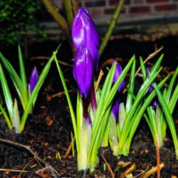 Gartentipps f&uuml;r den M&auml;rz