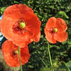 Biodiversit&auml;t &ndash; ein Mehrwert f&uuml;r unsere G&auml;rten