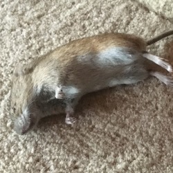 W&uuml;hlm&auml;use &ndash; die Plagegeister im Garten