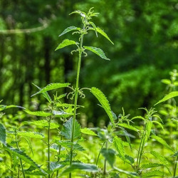 Grundstoffe &ndash; die neue M&ouml;glichkeit ohne Pflanzenschutzmittel zu arbeiten &nbsp; &nbsp;