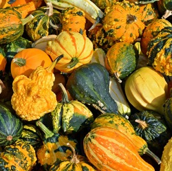 Gartentipps f&uuml;r den September