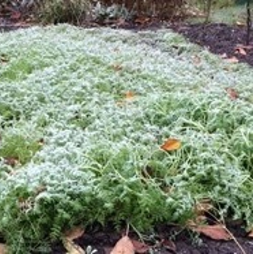 Gr&uuml;nd&uuml;ngung - f&uuml;r einen verbesserten Boden